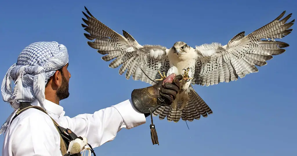 Falconry Sport in Dubai