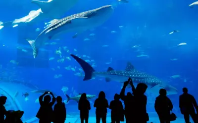 Dive into Adventure: What’s New at The Lost Chambers Aquarium in 2024.